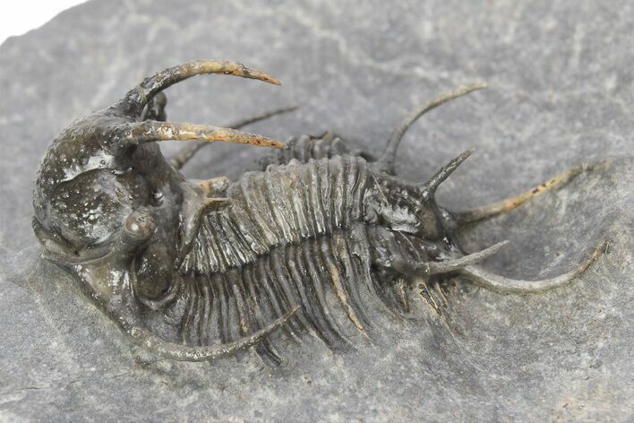 Spiny Ceratarges Trilobite - Top Quality Specimen #241493